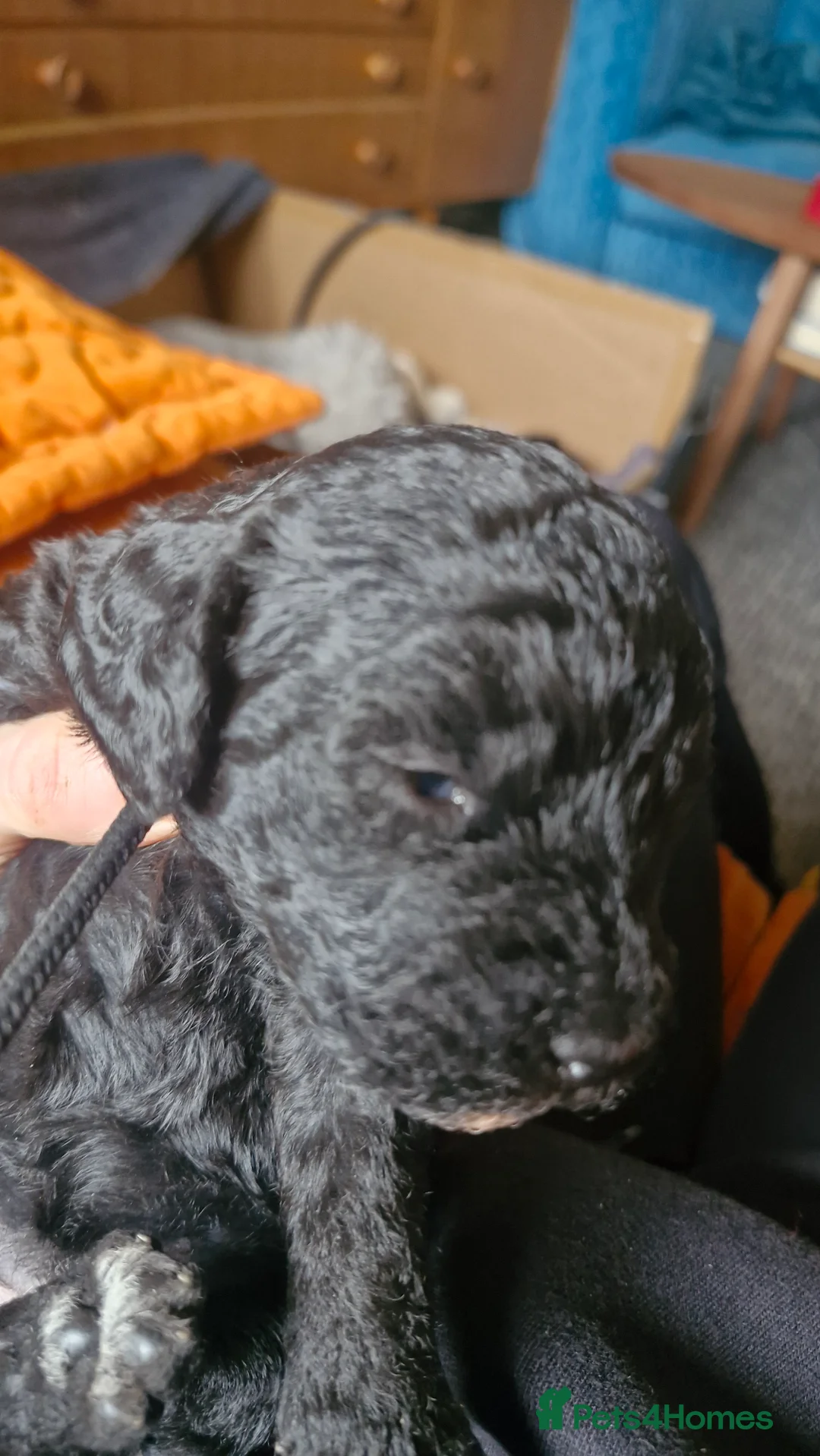 Mixed Breed dogs for sale: Beddlington  - Advert 3