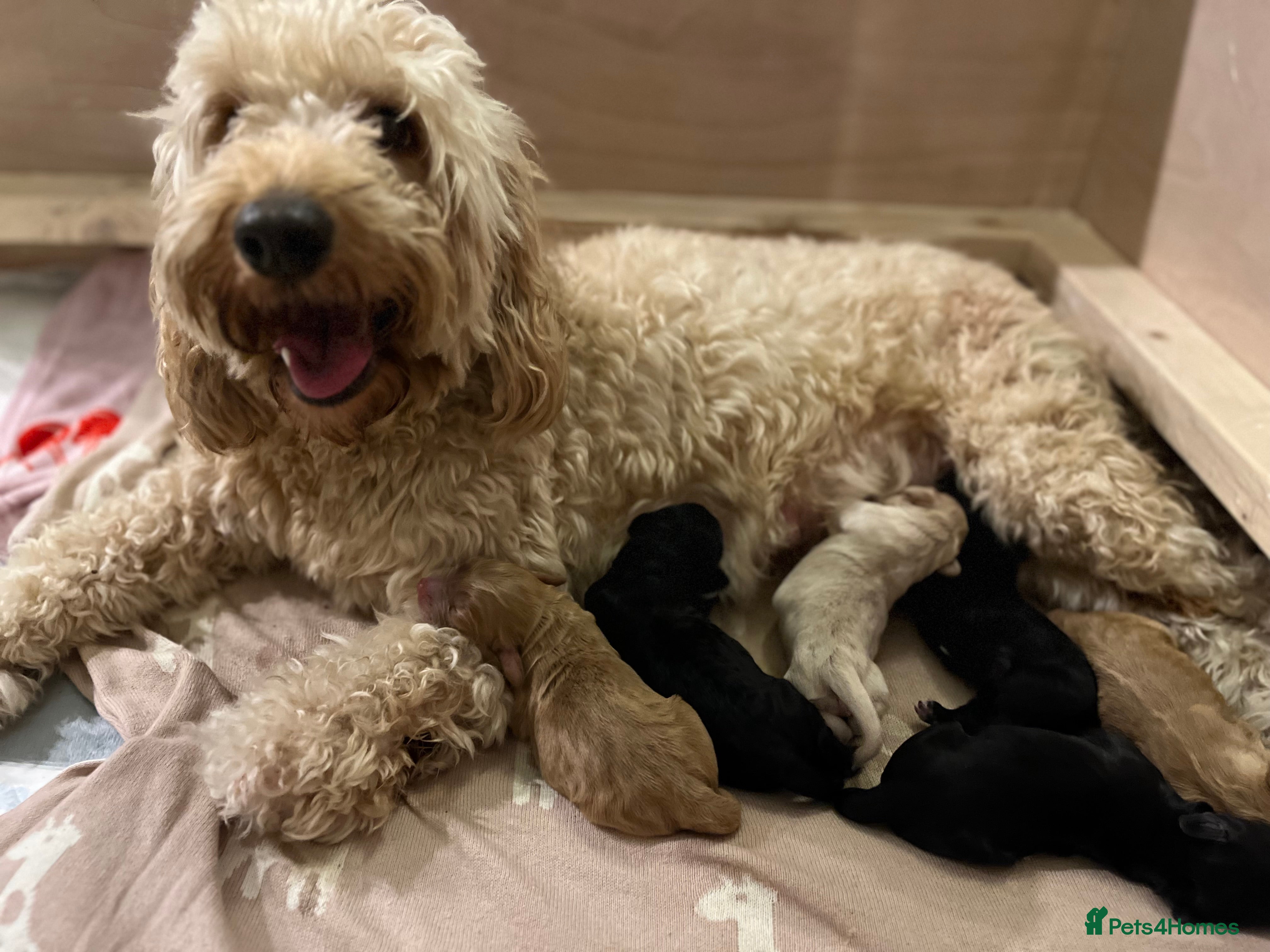 Cockapoo dogs Last 2 beautiful F1B Cockapoo’s 1 boy and 1 girl❤️ - Advert 2