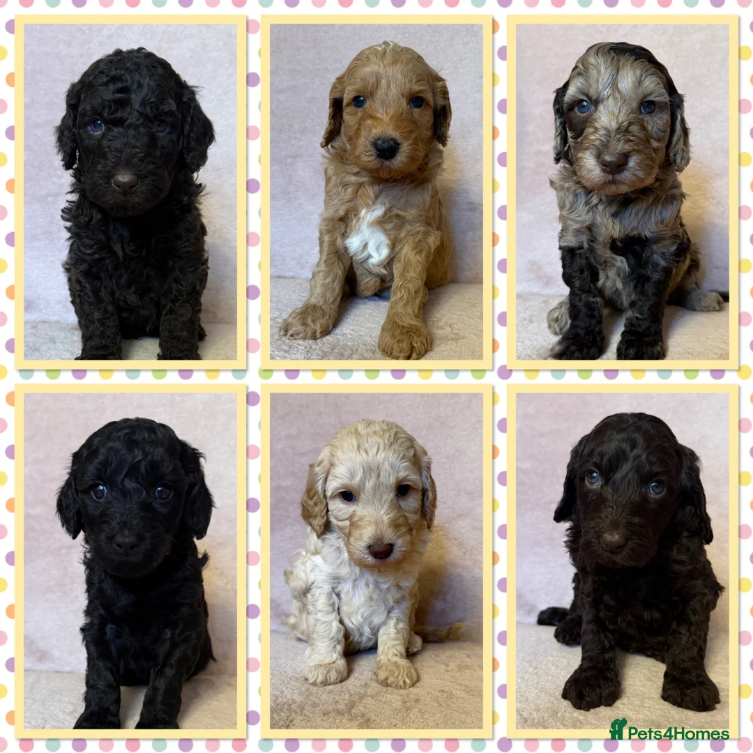 Labradoodle dogs for sale: 🌈POTENTIAL THERAPY/ASSISTANCE PUPS🌈 NOT F1 in Harlow - Advert 1