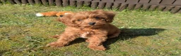 Cavapoo dogs for sale: Red F1 Cavapoo - Advert 6