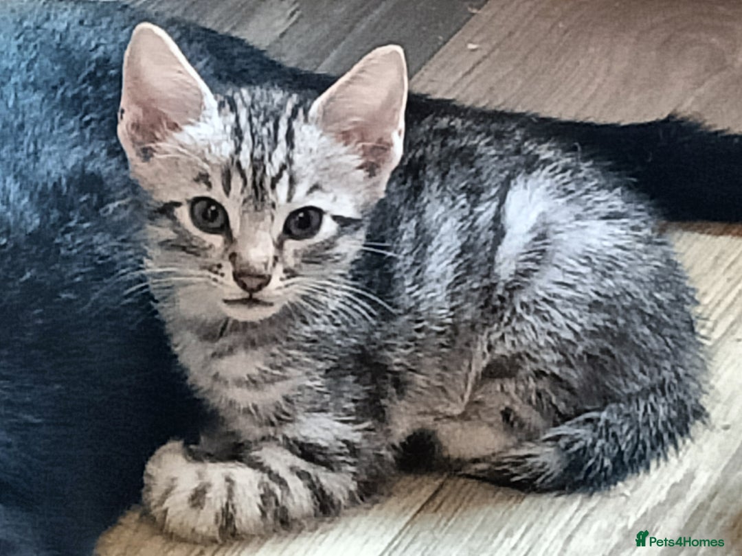 Bengal cats for sale: 🏆Families RARE Bengal X F5 Asian Leopard kittens  - Image 7