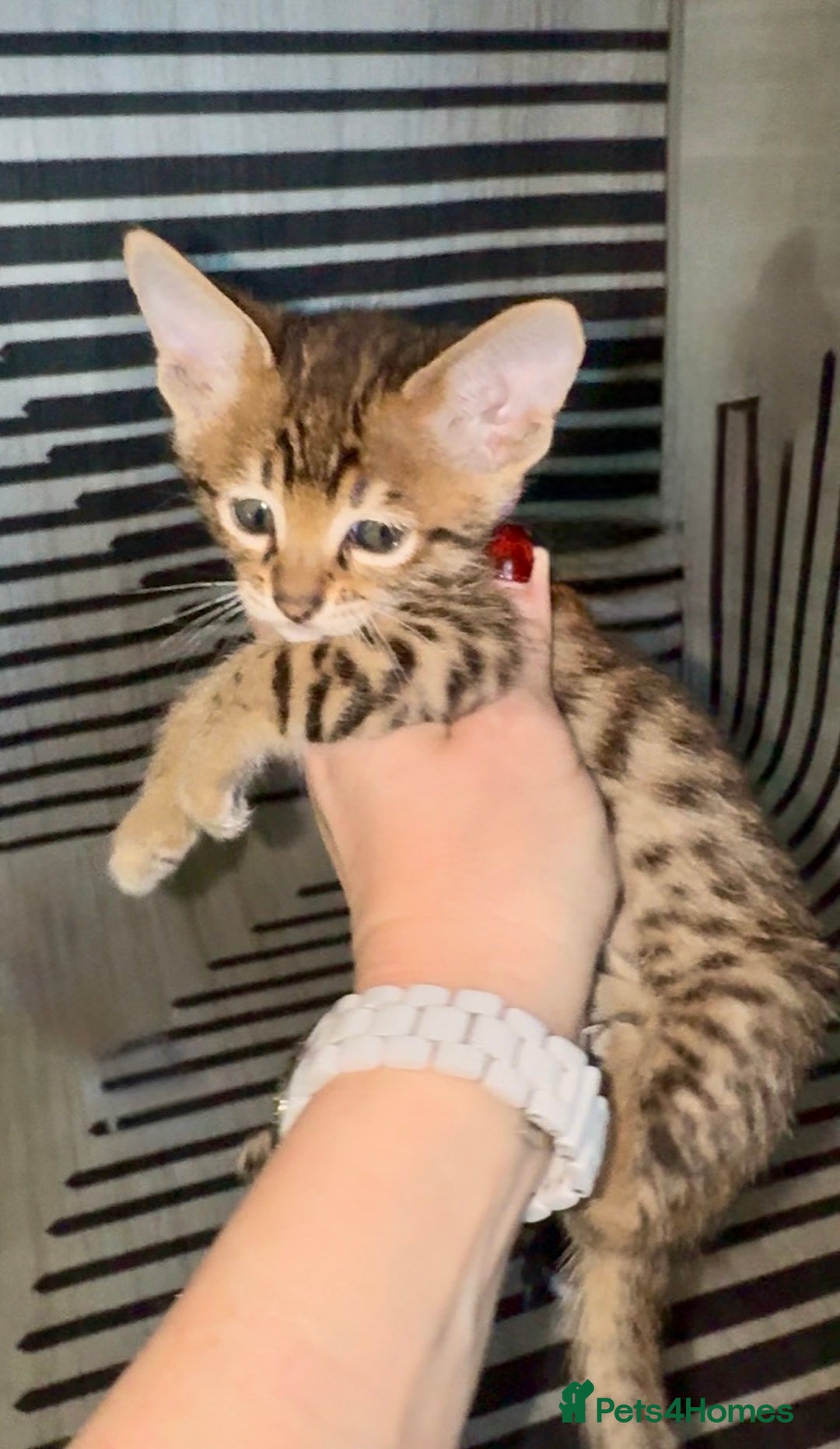 Savannah cats for sale: Excellent Quality Tica Registered Purebred kittens - Advert 14