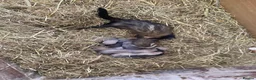 Ferret rodents for sale: 9 ferret kits - Advert 2