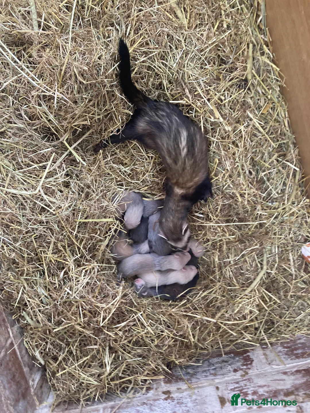 Ferret rodents for sale: 9 ferret kits - Advert 2