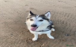 Siberian Husky dogs for sale: Lynxx - Image 3