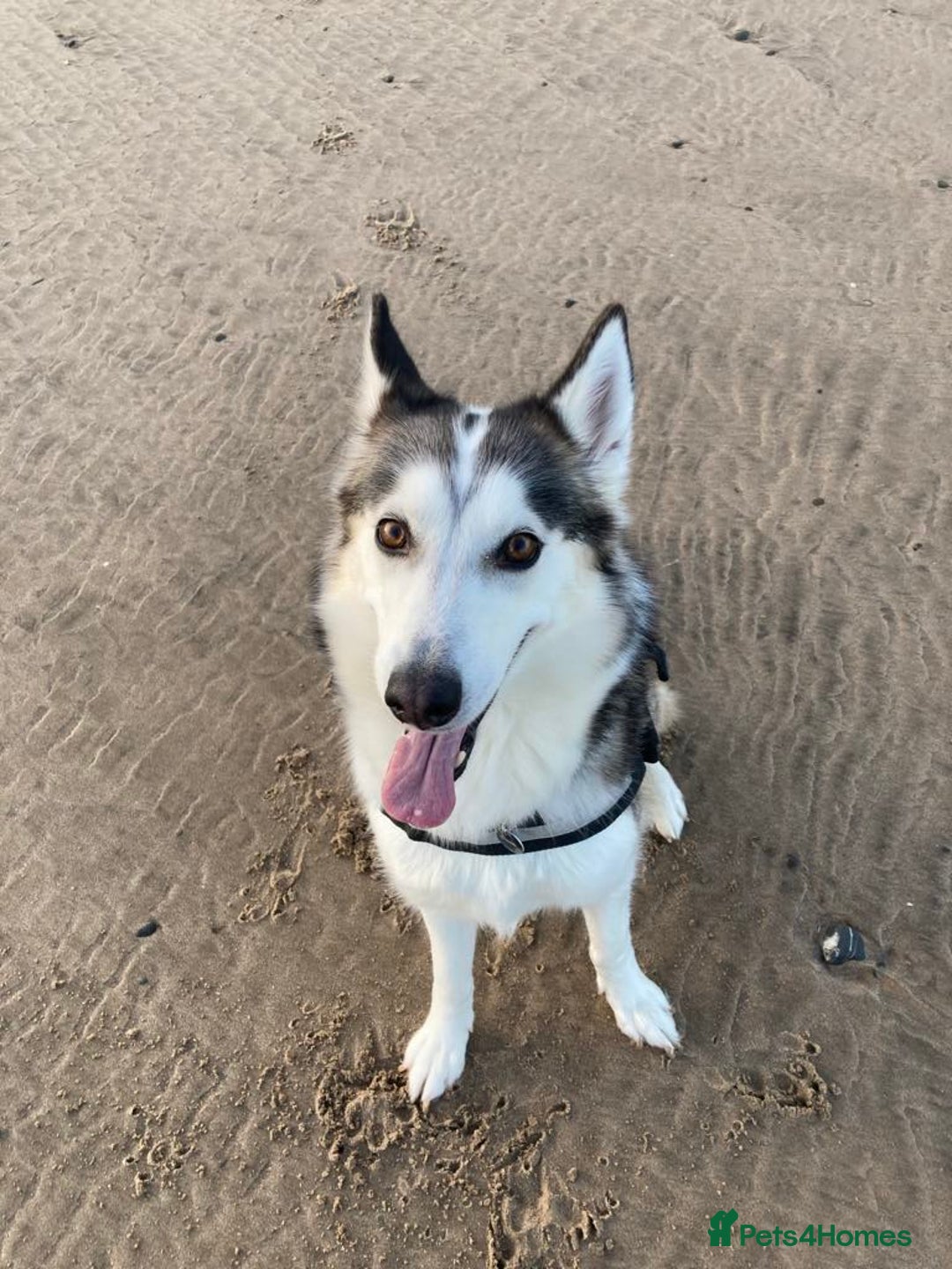 Siberian Husky dogs for sale: Lynxx - Image 3