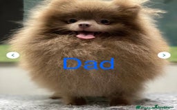 Pomeranian dogs for sale: Quality Chocolate Small Chocolate Teddy Bear - Image 17