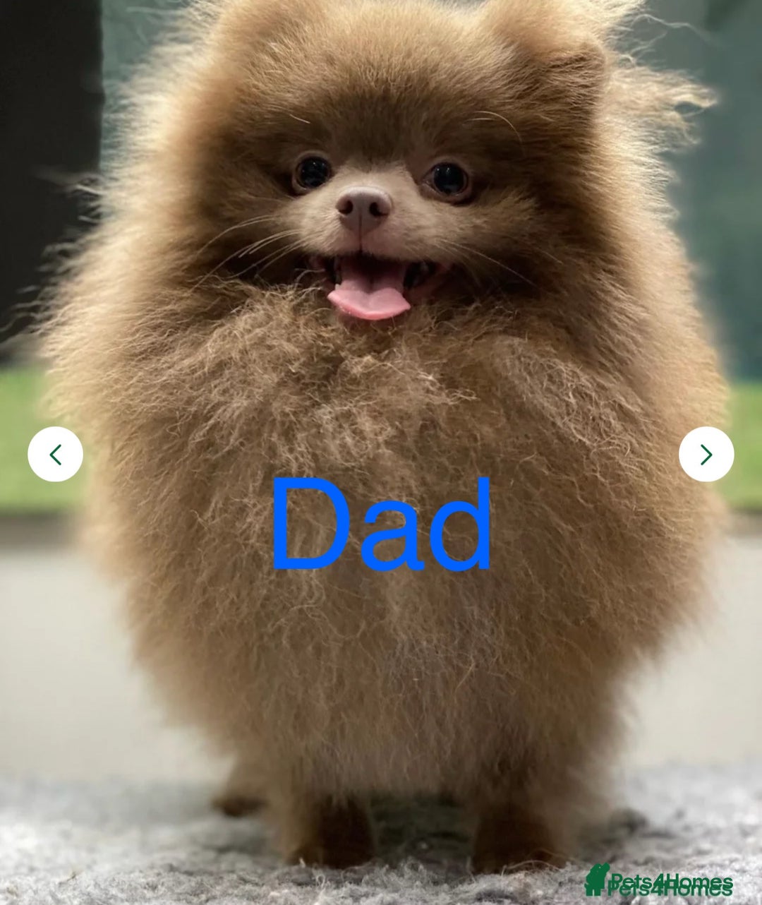 Pomeranian dogs for sale: Quality Chocolate Small Chocolate Teddy Bear - Image 17