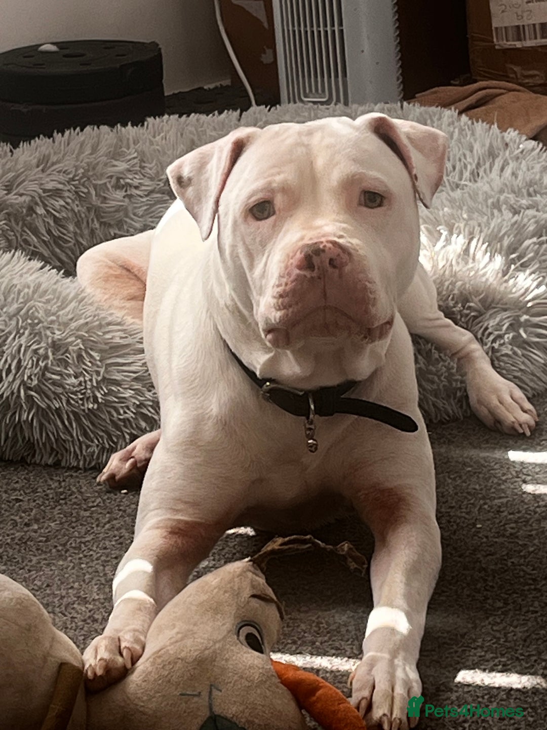 Mixed Breed dogs for sale: Henry - Advert 1