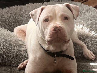 Mixed Breed dogs Henry - Advert 8