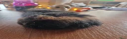 Guinea Pig rodents for sale: Pair of boar guinea pigs - Advert 9