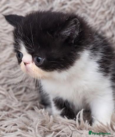 Persian cats for sale: Beautiful Persian kittens - Advert 1
