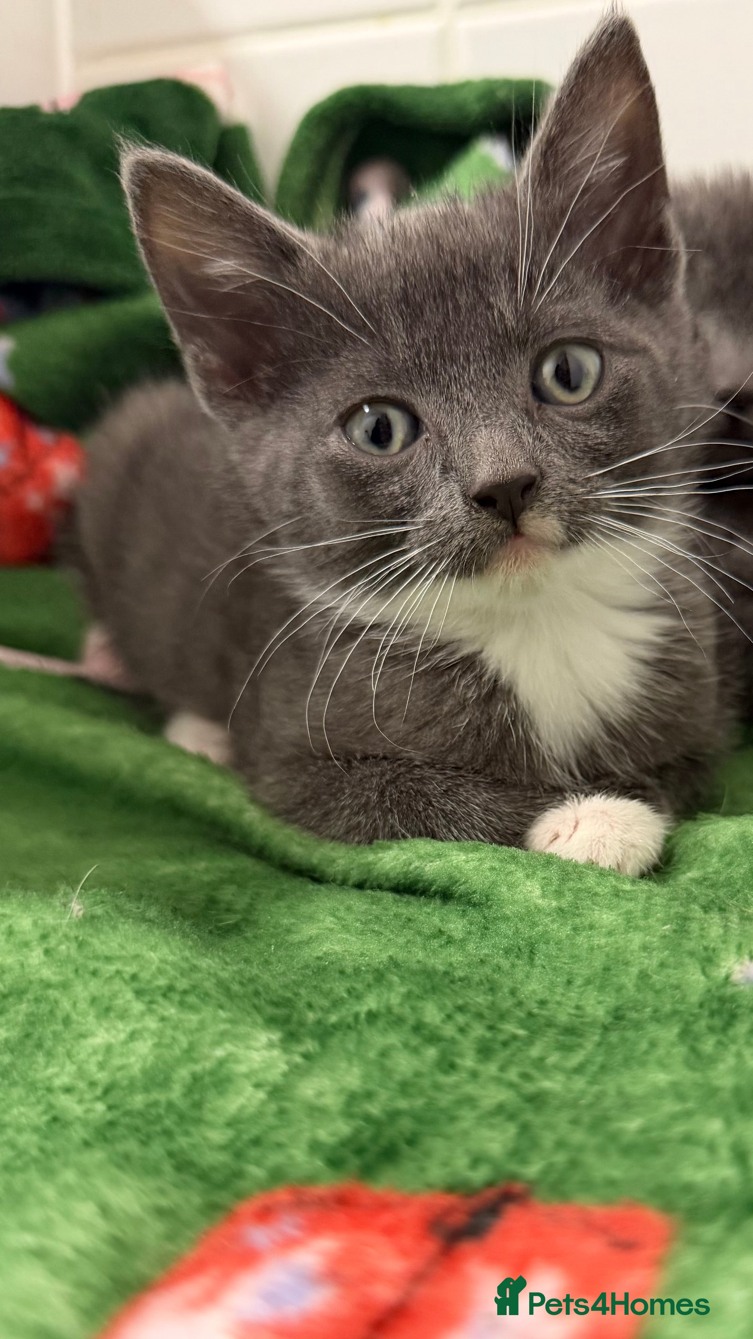 Mixed Breed cats Britishshort hair cross  - Advert 3