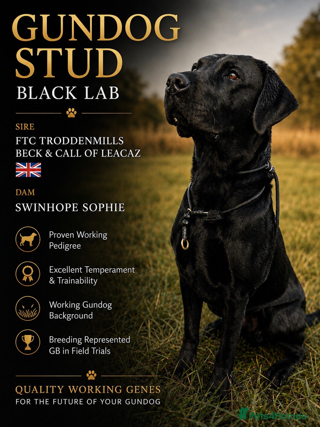 Labrador Retriever dogs Black Labrador Gun dog STUD- FernSpring River.  - Advert 2