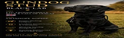 Labrador Retriever dogs for stud: Black Labrador Gun dog STUD- FernSpring River.  - Advert 1