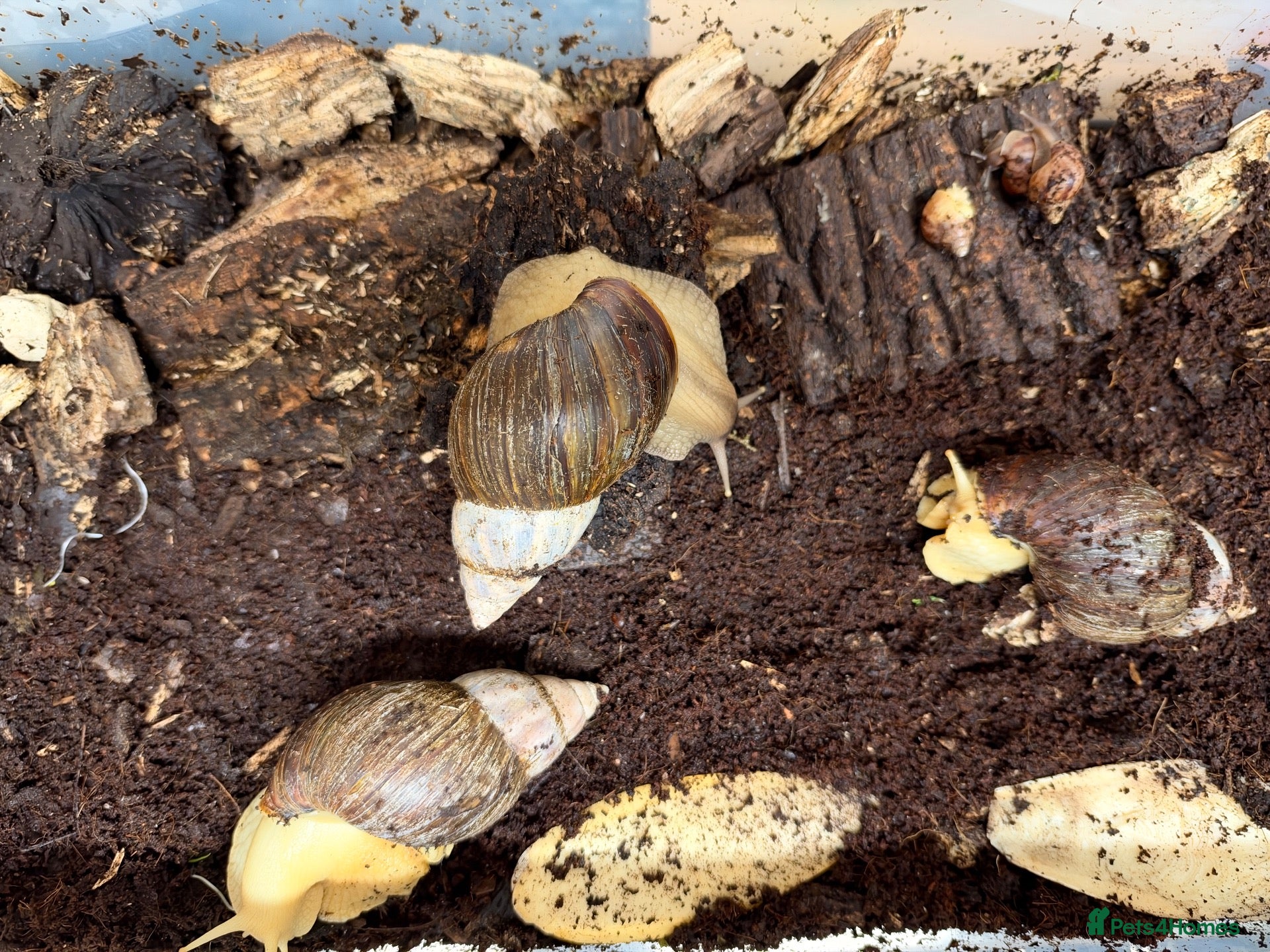 Snails invertebrates for sale: African Land Snails - Looking for a New Home  - Advert 17