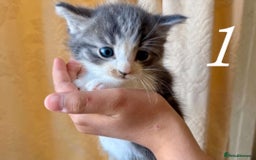 Mixed Breed cats for sale: Mixed ragdoll kittens  - Image 1