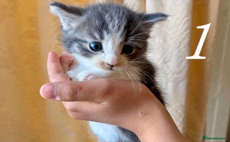 Mixed Breed cats - Advert 1