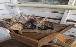 Savannah cats for sale: Savanna kittens  - Image 2