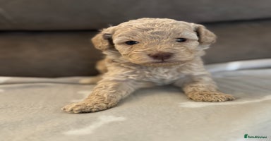 Labradoodle dogs - Advert 5