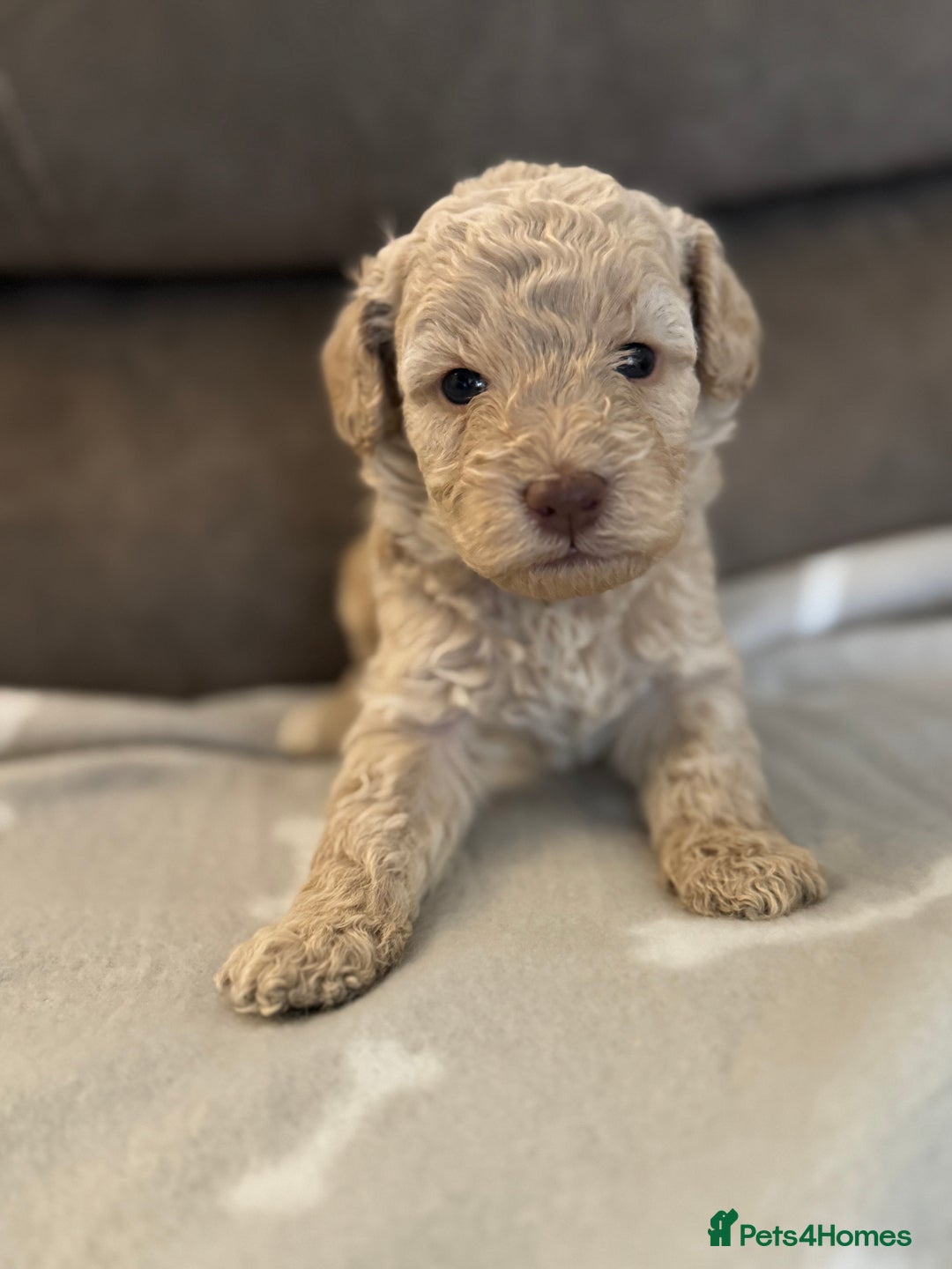 Labradoodle dogs for sale: Miniature Labradoodle puppies - Image 2