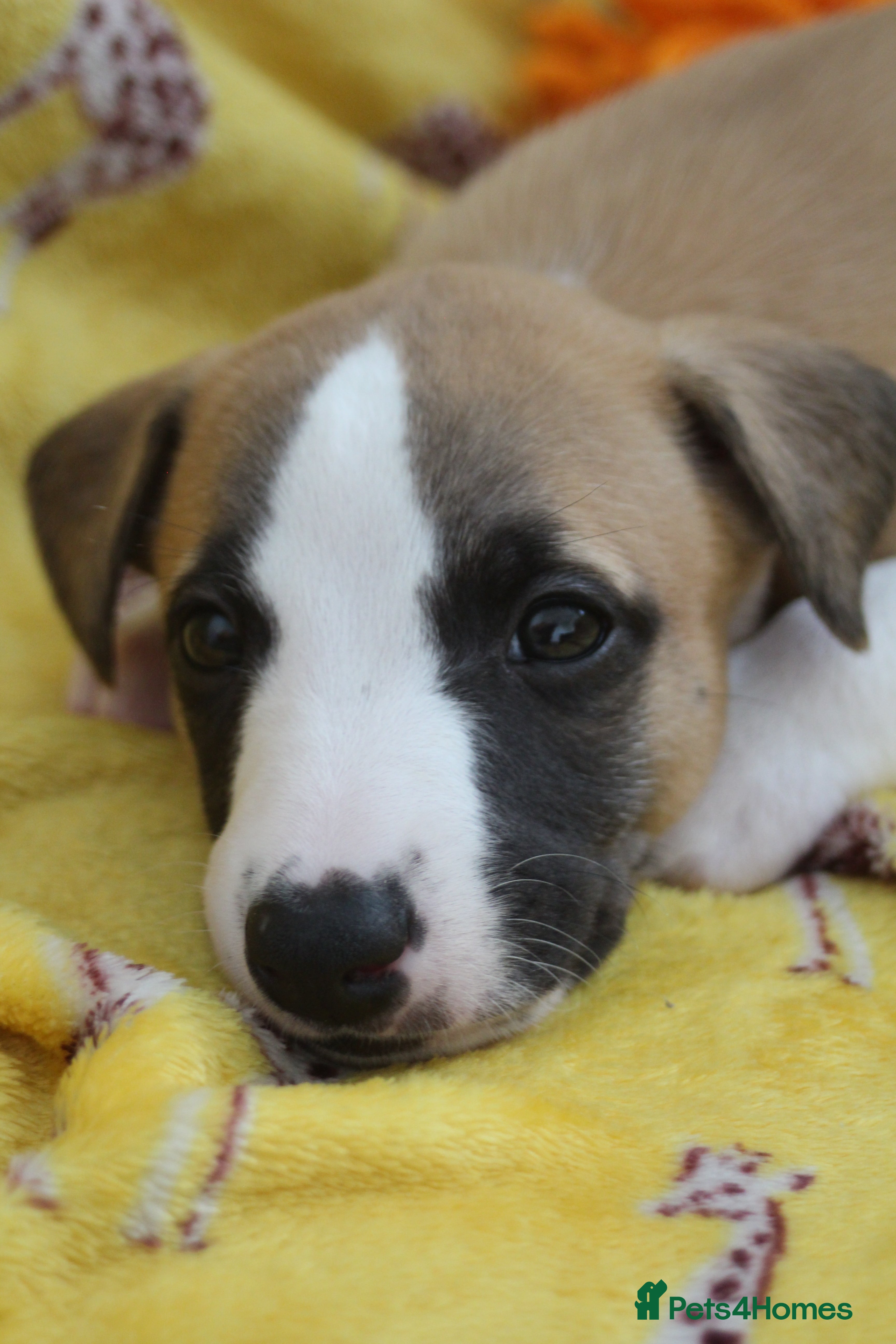 Whippet dogs Quality KC whippet pups from heart tested psrents - Advert 2