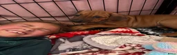 Rhodesian Ridgeback dogs for sale: Exceptionally Health Tested KC Ridgeback Puppies - Advert 7