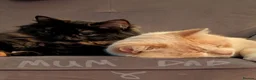 Mixed Breed cats for sale: Gorgeous kittens - Advert 12