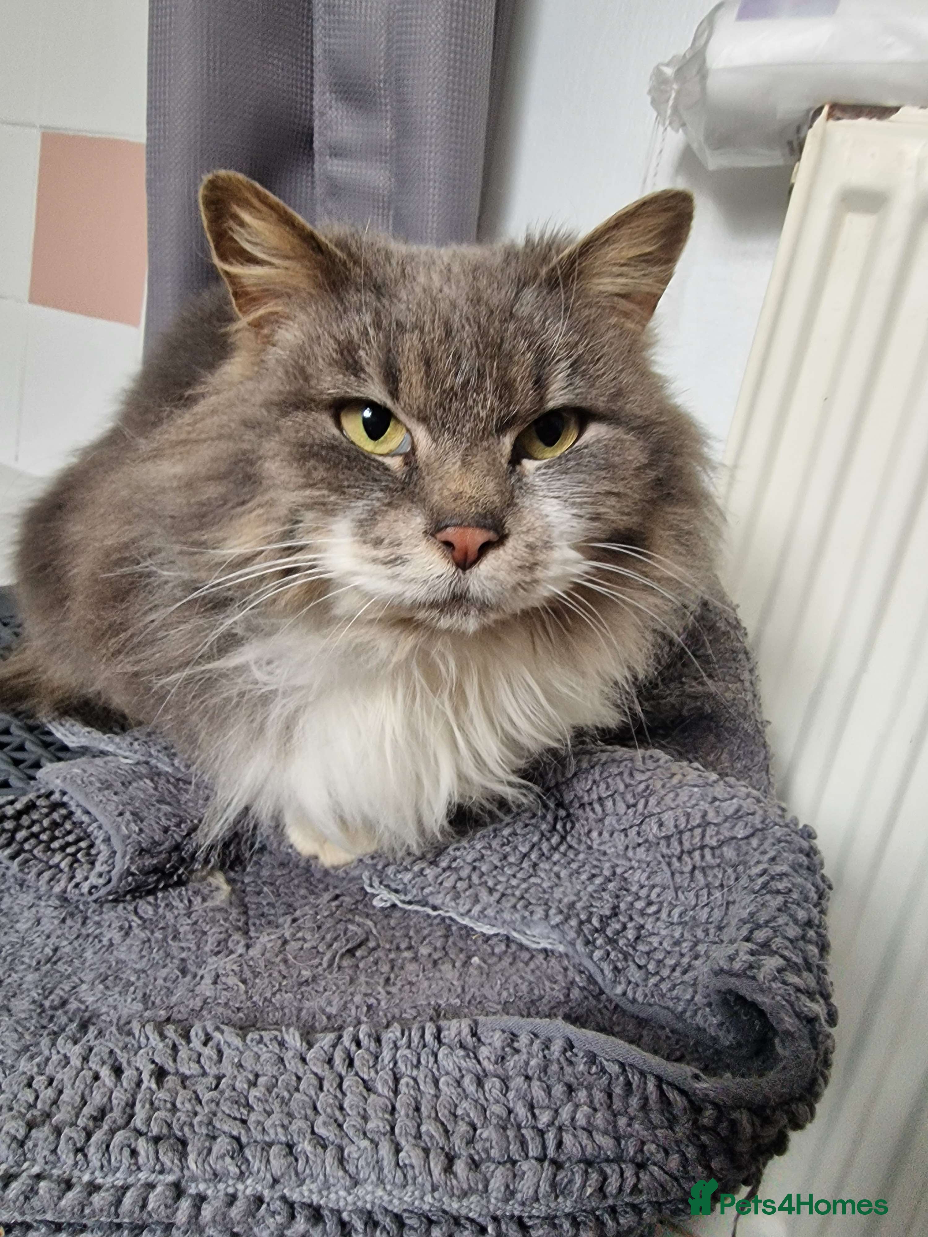 Mixed Breed cats Angel  - Advert 2