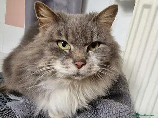 Mixed Breed cats Angel - Advert 2