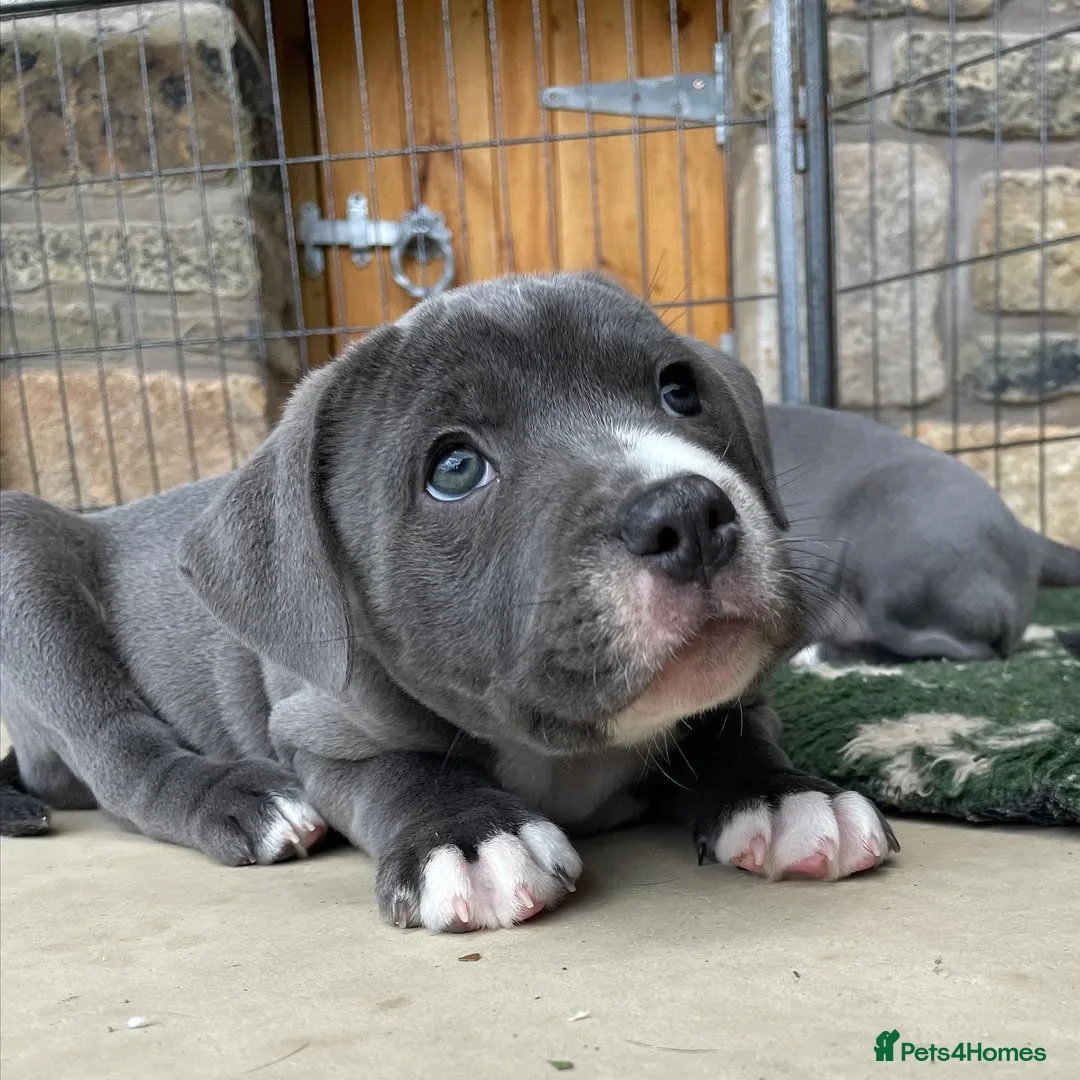 Staffordshire Bull Terrier dogs for sale: 🐾 Beautiful Staffordshire Bull Terrier Puppies  in Norwich - Advert 13