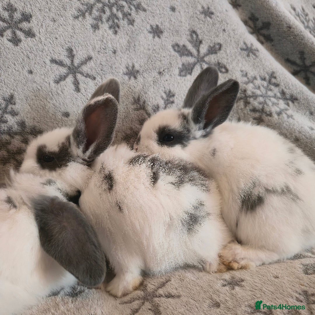 Mini Lop rabbits for sale: Mini Loop Bunnies 9 weeks old. grey and white mix - Image 2