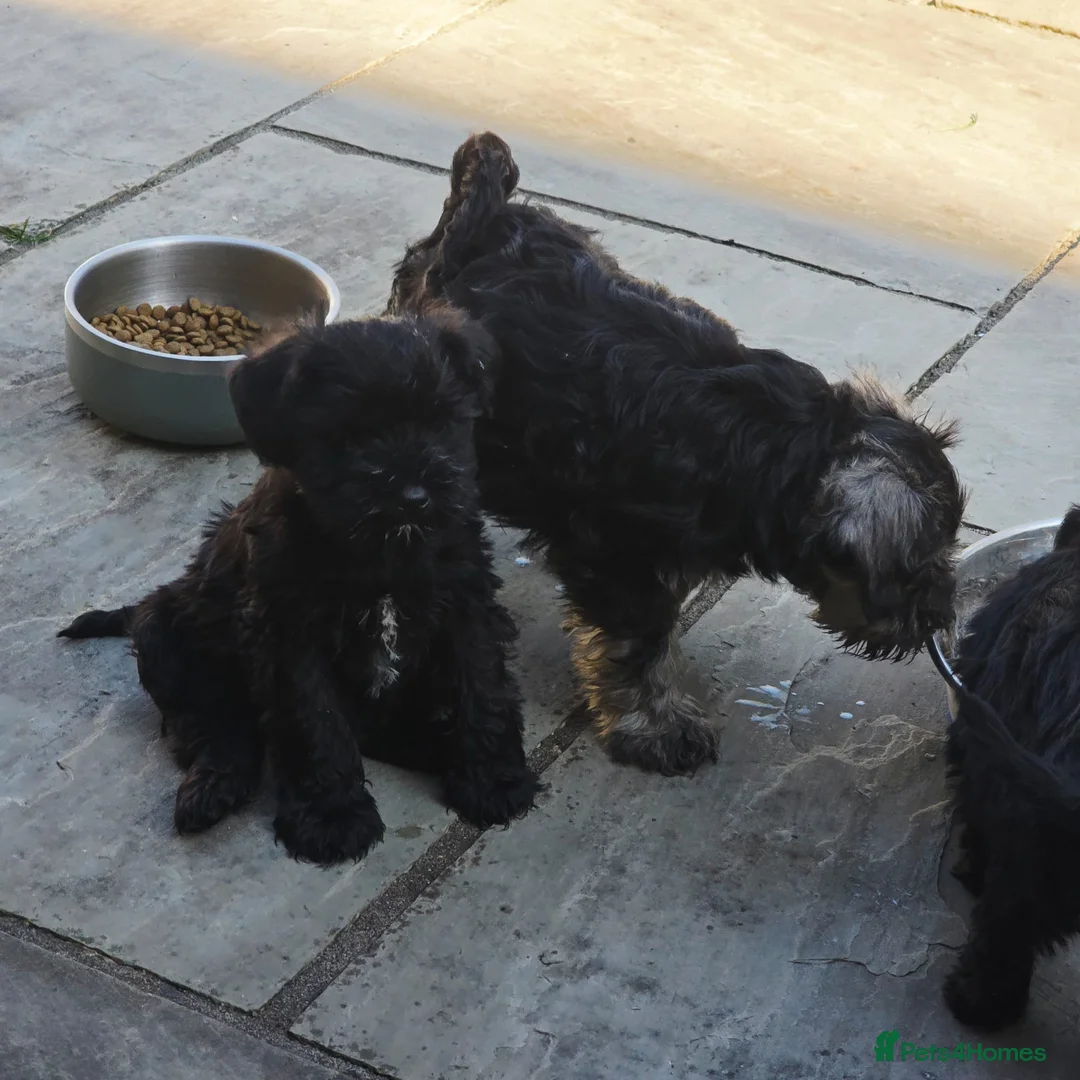 Miniature Schnauzer dogs for sale: Miniature Schnauzer Puppies  in Huddersfield - Advert 7