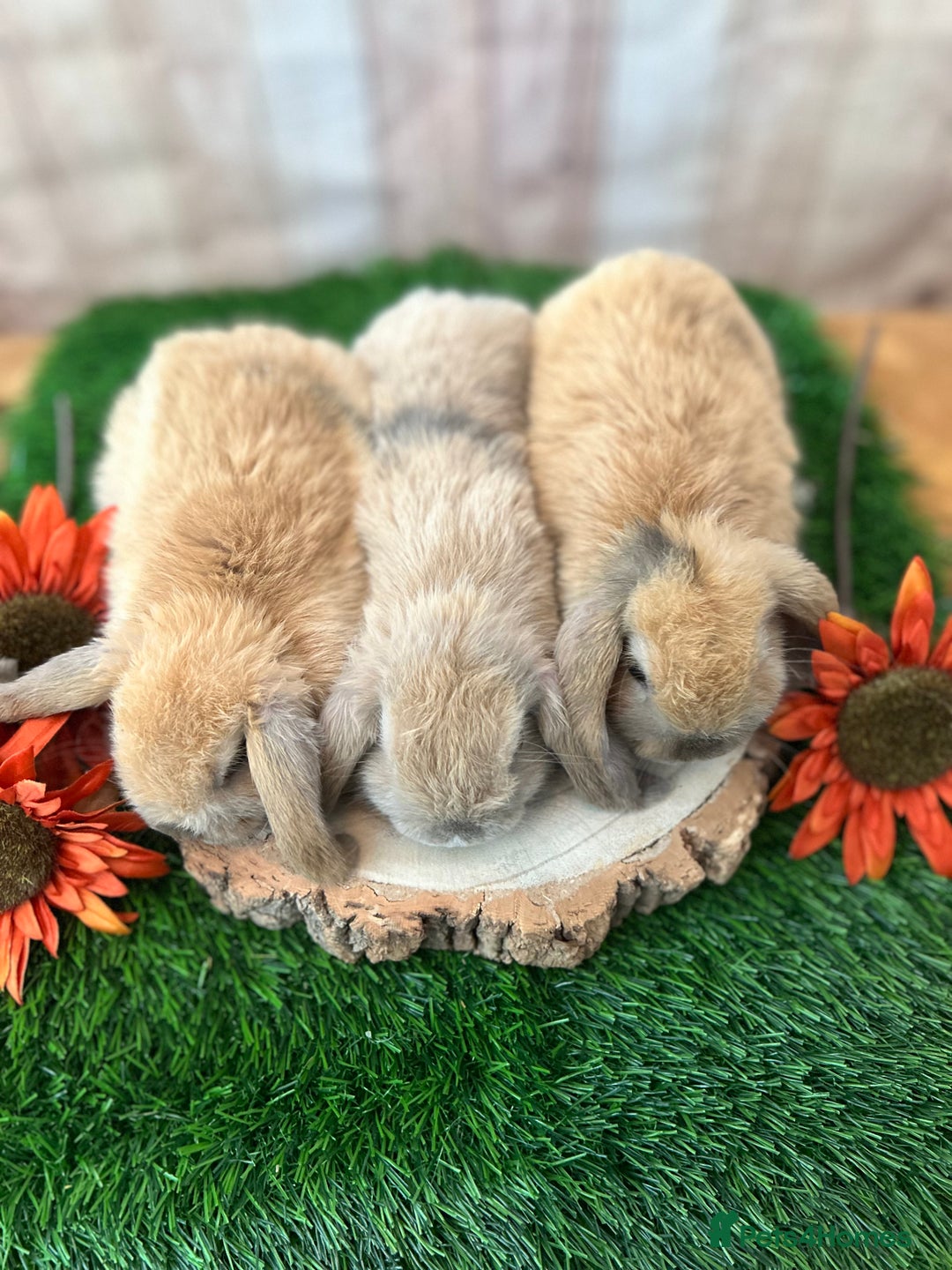 Mini Lop rabbits for sale: Gorgeous mini lops - orange litter - Image 11