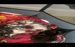 Mixed Breed cats for sale: Kittens for Sale  - Image 8