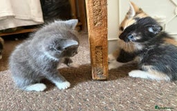 Mixed Breed cats for sale: Mixed breed kittens  - Image 10