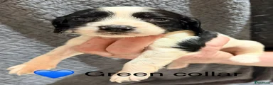 Sprocker 5