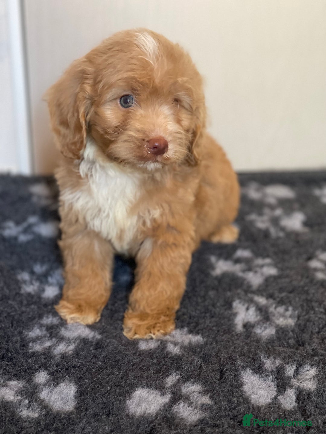Cockapoo dogs for sale: Adorable cockapoo pups - Advert 12
