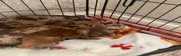 Miniature Dachshund dogs for sale: Beautiful Miniature dachshund puppies - Advert 11