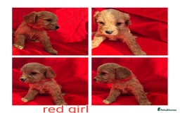 Cockapoo dogs for sale: cockerpoo puppies  - Image 8