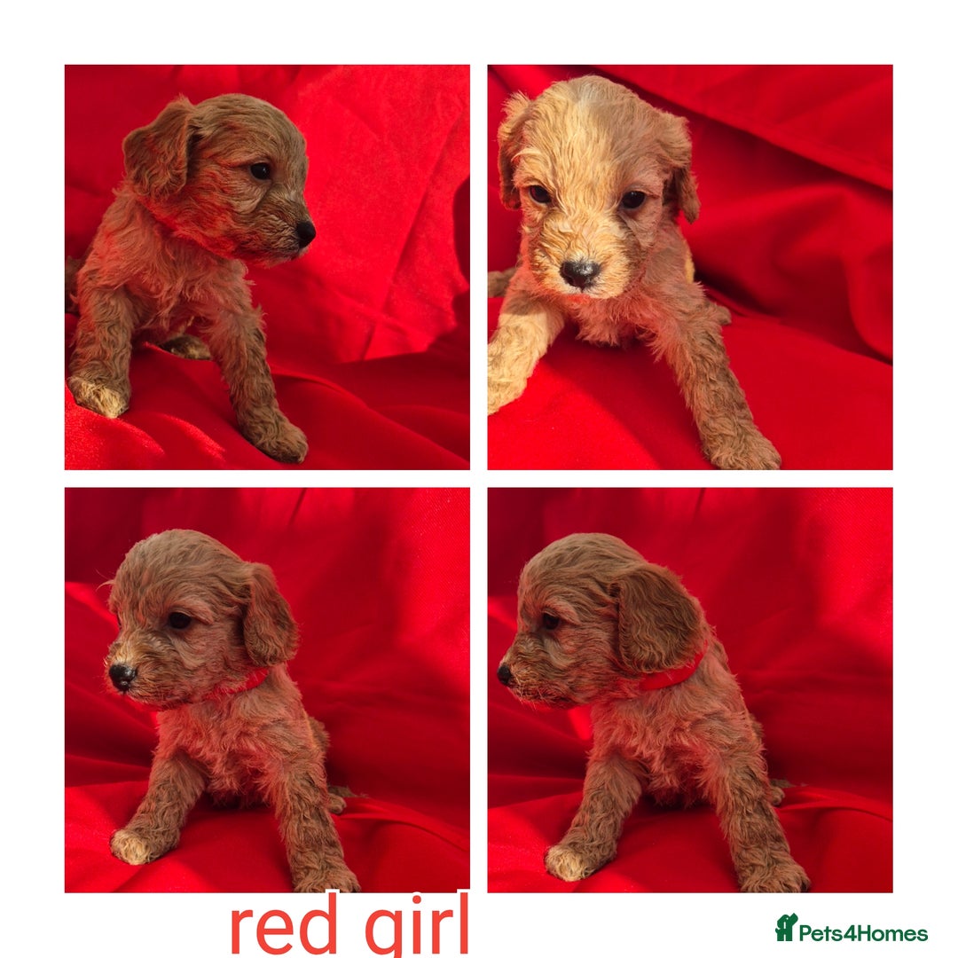 Cockapoo dogs for sale: cockerpoo puppies  - Image 8
