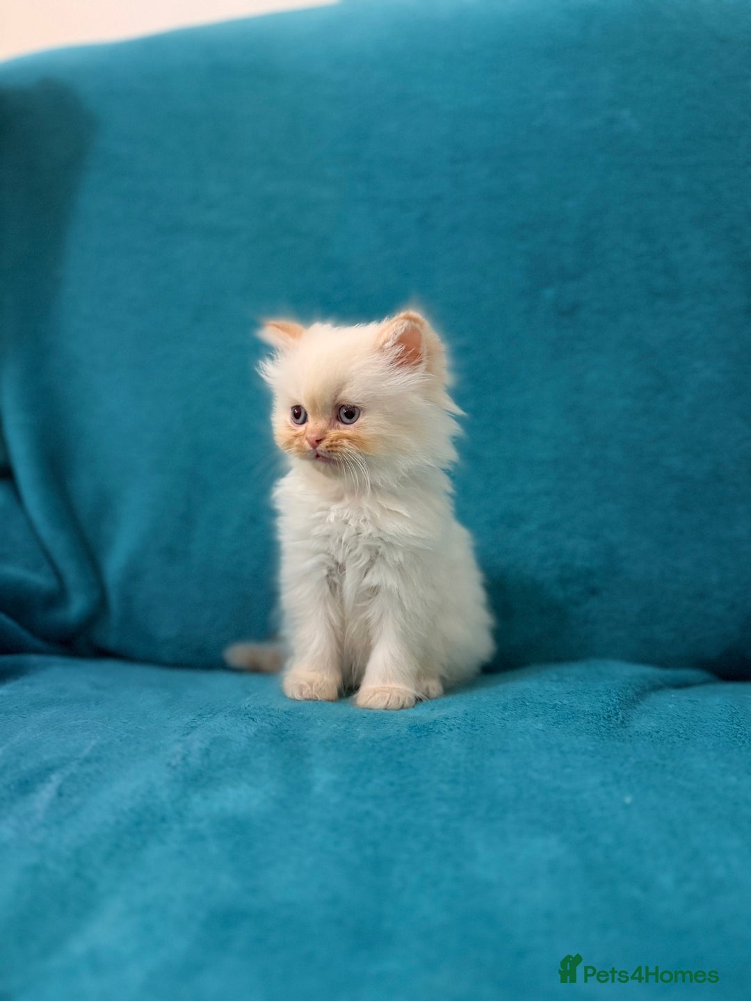 Persian cats for sale: Pedigree Persians for sale!  - Image 6