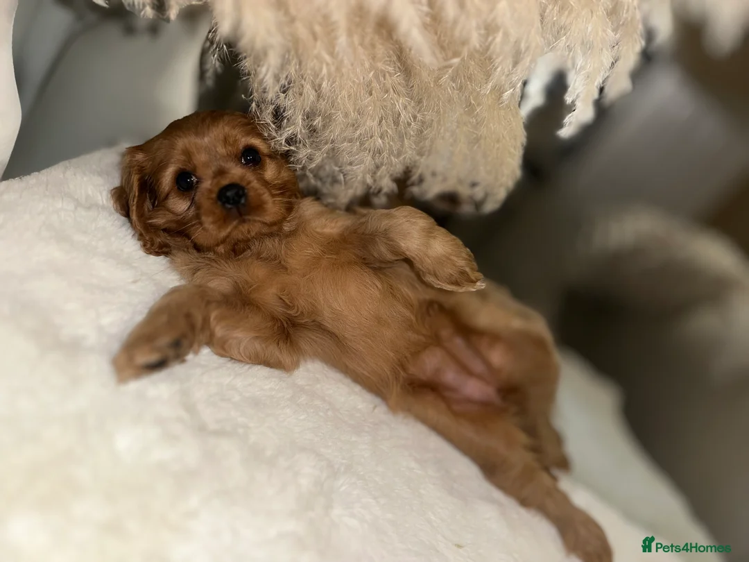 Cavalier King Charles Spaniel dogs for sale: ✨Cavalier King Charles Spaniel Puppies ✨ - Advert 2