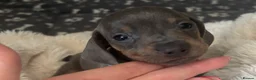 Miniature Dachshund dogs for sale: Miniature dachshund puppies in Liverpool - Advert 5