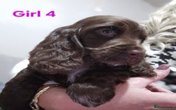 Cocker Spaniel dogs for sale: stunning show cockers - Image 23