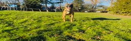 Belgian Shepherd Dog dogs for sale: belgian malinois Puppies - Advert 7