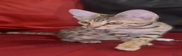 Savannah cats for sale: Pure Pedigree! Top Quality Tica Registr. Savannahs - Advert 16