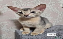 Abyssinian cats for sale: Abyssinian kittens for sale ! Just one boy left - Image 12