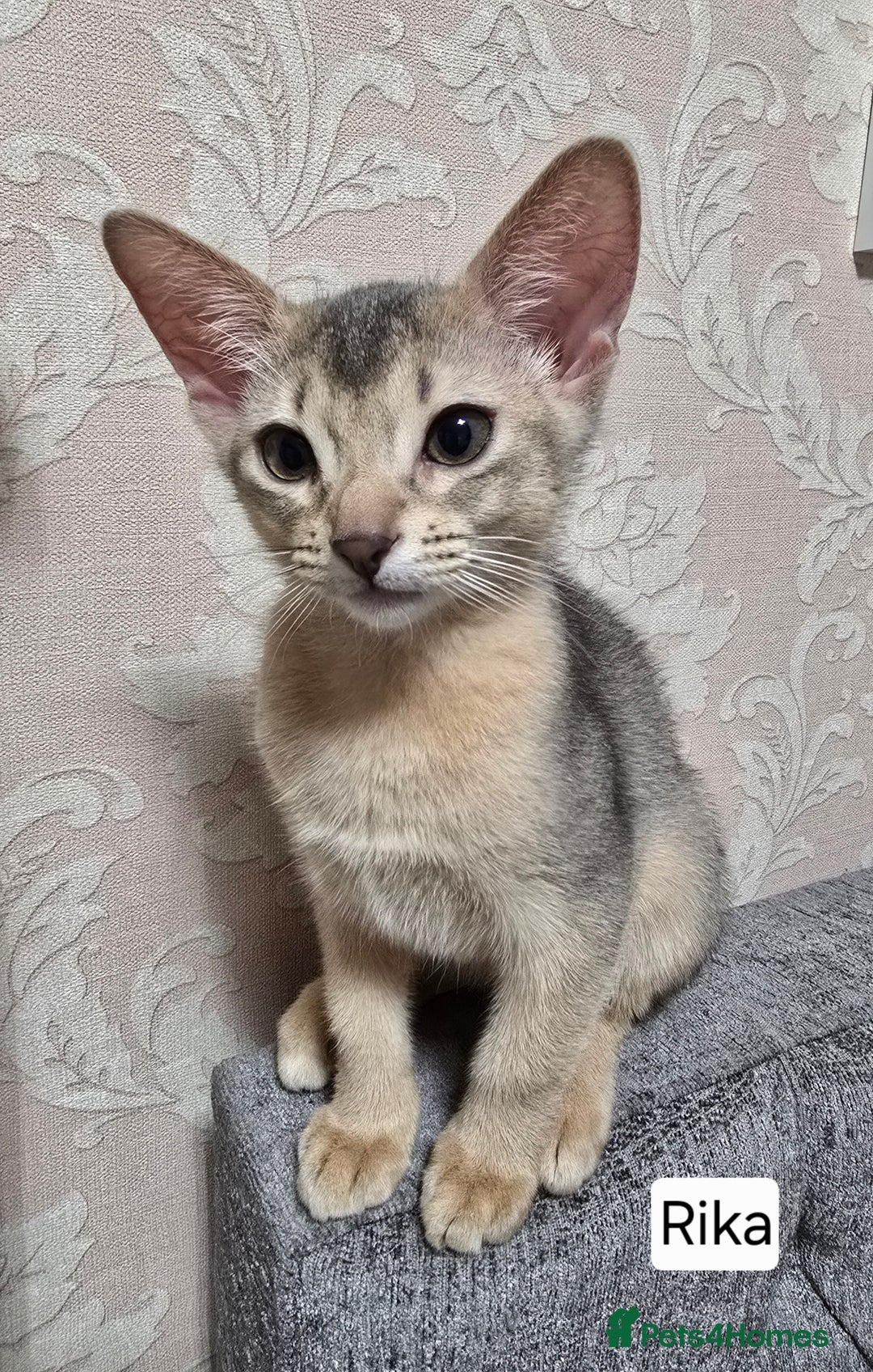 Abyssinian cats for sale: Abyssinian kittens for sale ! Just one boy left - Image 12