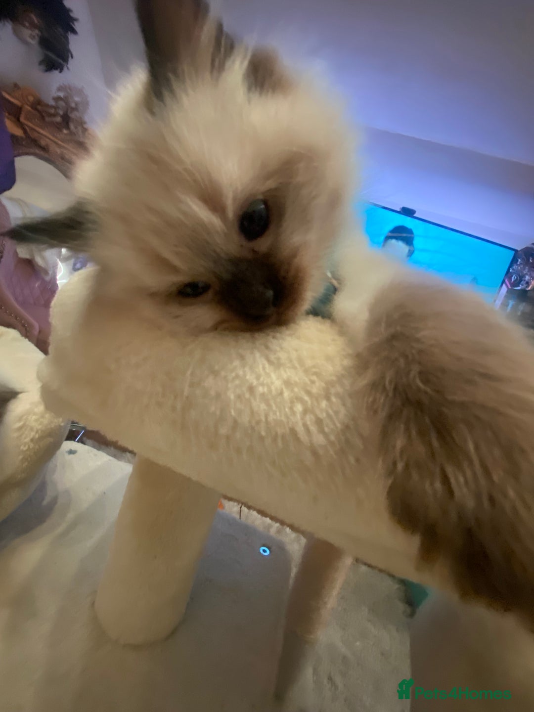 Ragdoll cats for sale: Stunning Ragdolls kittens - Advert 17